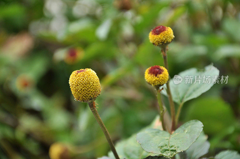 Spilanthes Acmella / Paniculata / Gold Button /雏菊/菊花